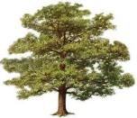 NaturalPantheistbiopicoaktree