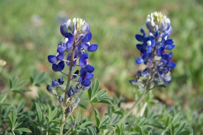 bluebonnets