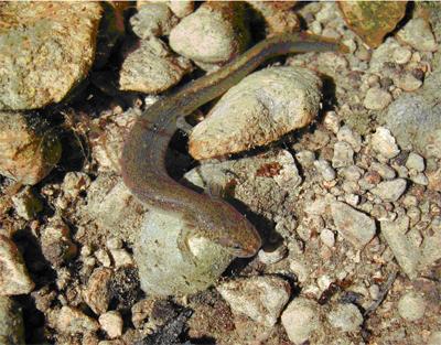 Jollyville Plateau salamander, photo credit: Mark Sanders