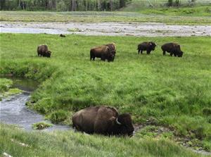 bison