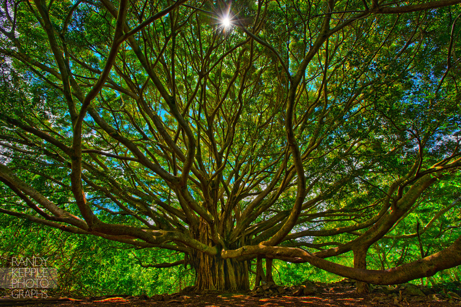 Do Trees Have Rights? (the short version), by John Halstead ...
